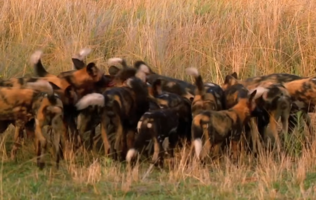 A large pack of wild dogs crowded together feeding on prey in a field of tall, golden savanna grass.