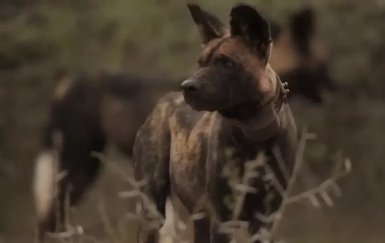 A close-up of a mottled canine standing in dry brush, illustrating key African wild dog facts regarding how researchers use tracking collars to study pack behavior.