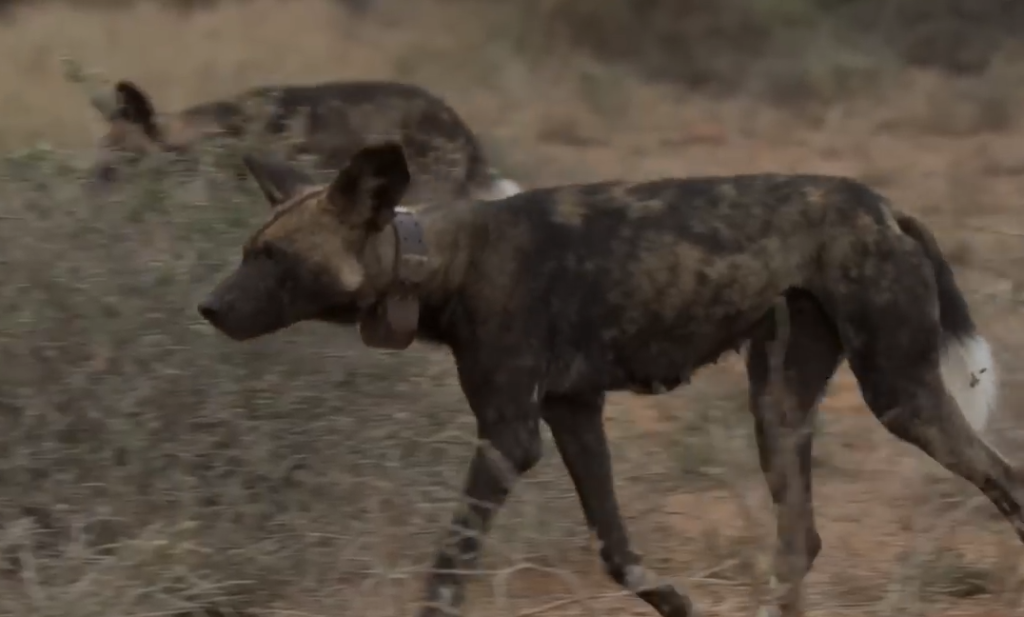 Close-up profile of an African wild dog wearing a GPS tracking collar walking through dry brush with another pack member in the background.