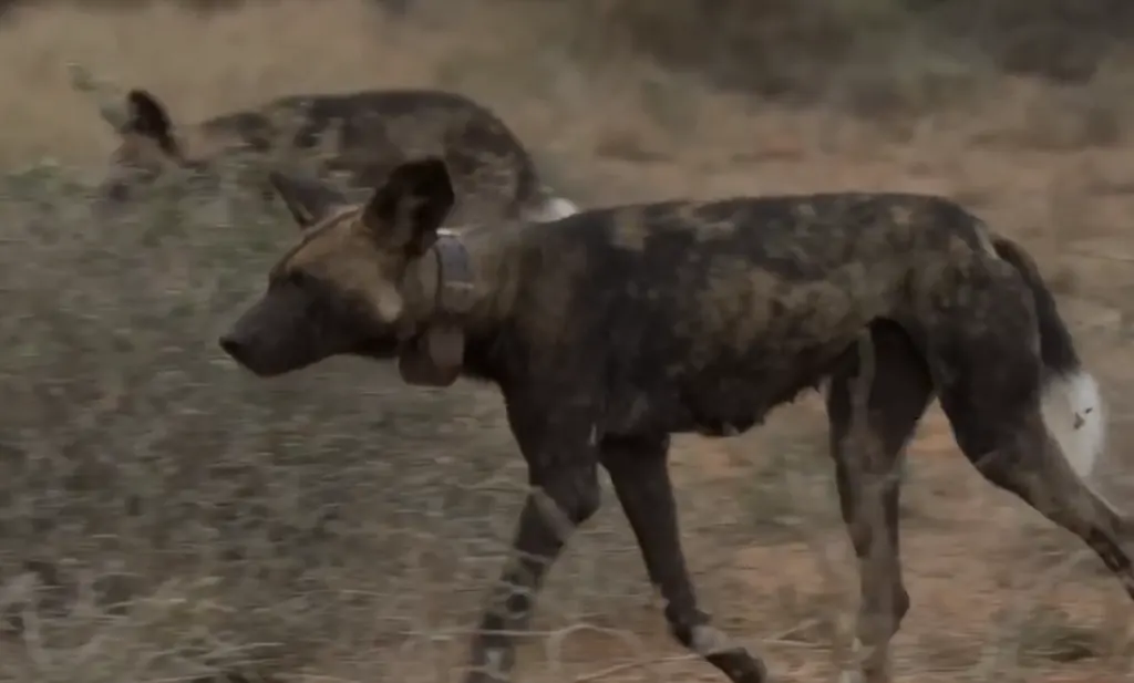 Close-up profile of an African wild dog wearing a GPS tracking collar walking through dry brush with another pack member in the background.