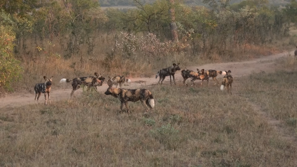 A social pack of African wild dogs showcasing their unique mottled black, tan, and white coats as they stand, play, and interact on a dirt track in the grassy African bushveld.