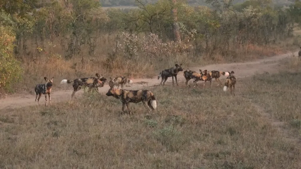 A social pack of African wild dogs showcasing their unique mottled black, tan, and white coats as they stand, play, and interact on a dirt track in the grassy African bushveld.