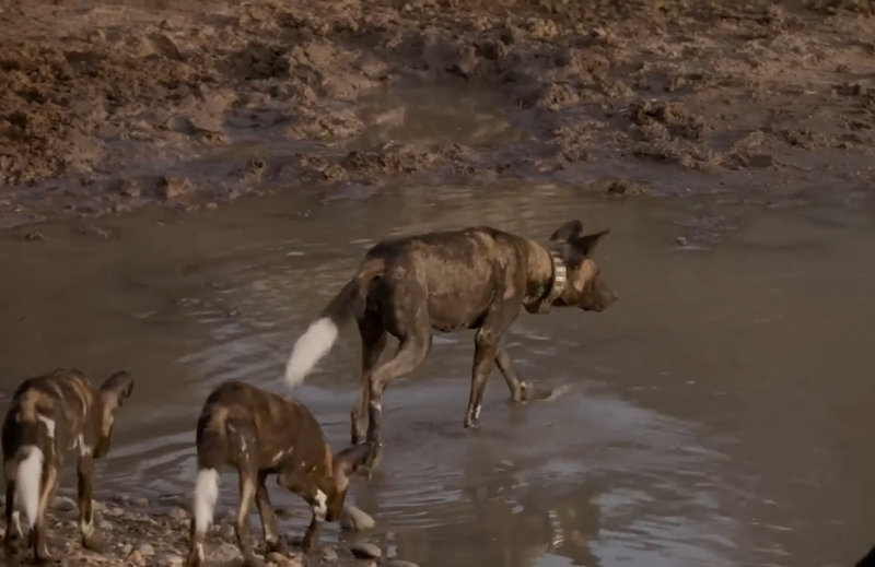 Three african wild dogs wading in a muddy watering hole, with one wearing a tracking collar.
