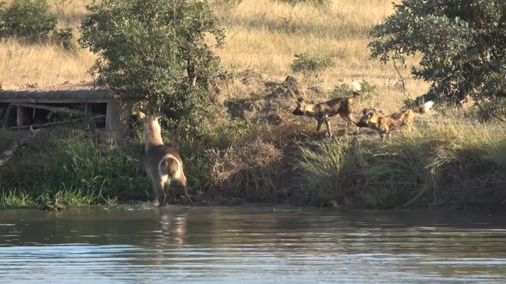 a painted wild dogs looking for hunting at the lake somewhere in africa