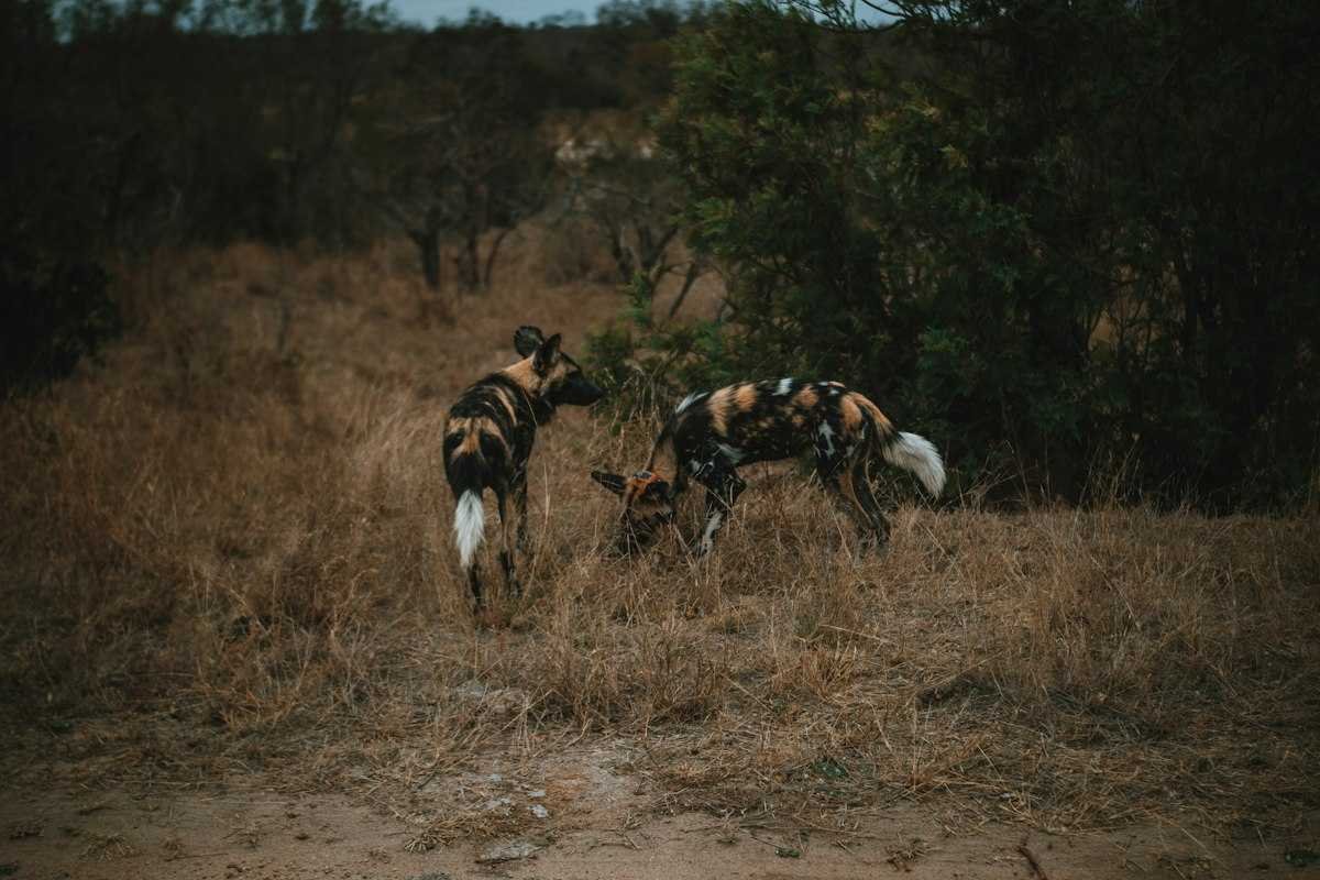 Two African wild dogs together in dry grass