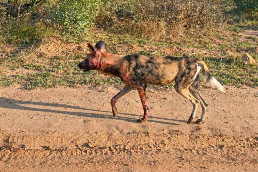 African wild dog with a blood-stained face walking away from a kill