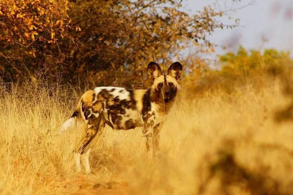 African wild dog in golden grass in Botswana