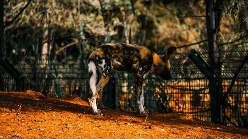 African wild dog walking along a path through dry scrub habitat