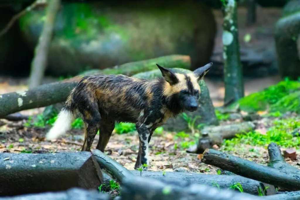 African wild dog standing on a wooded forest floor