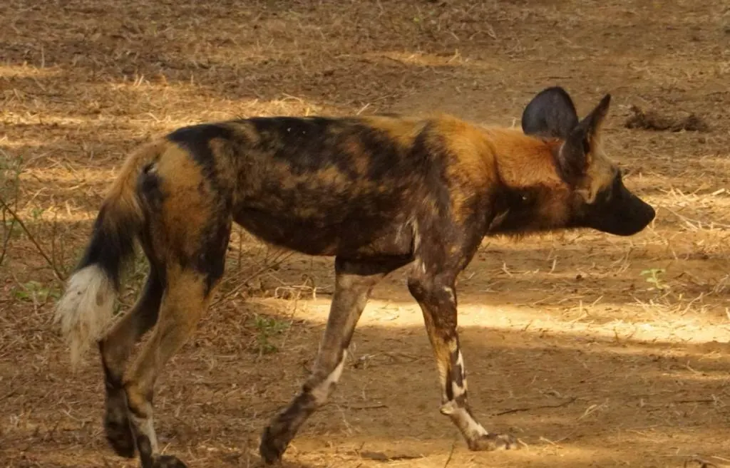 An adult African wild dog walking on bare ground