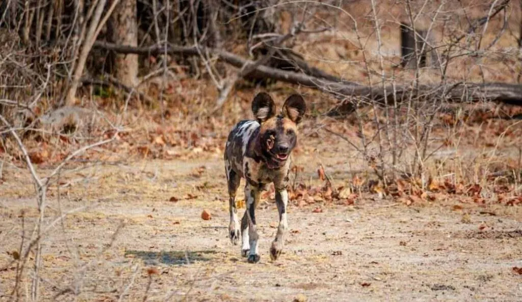 An African wild dog moving through dry brush on the hunt