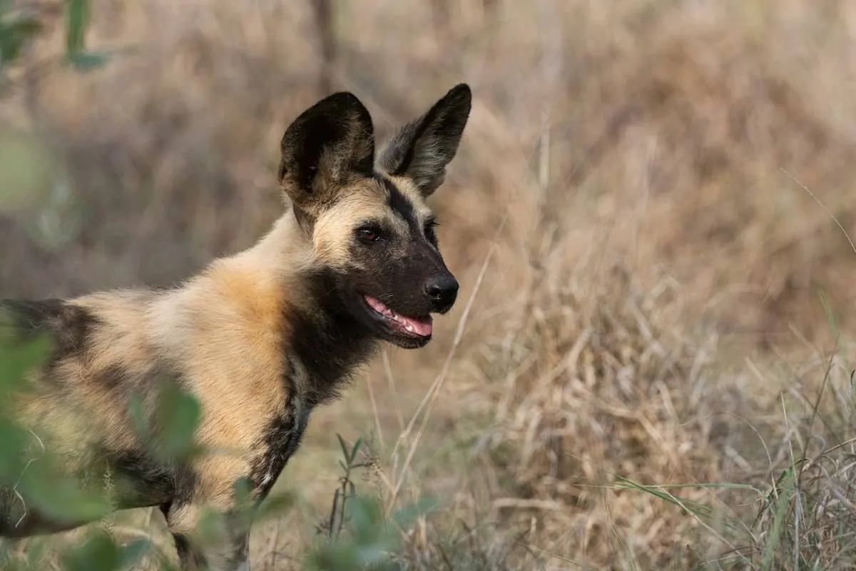 African wild dog standing in dry grass