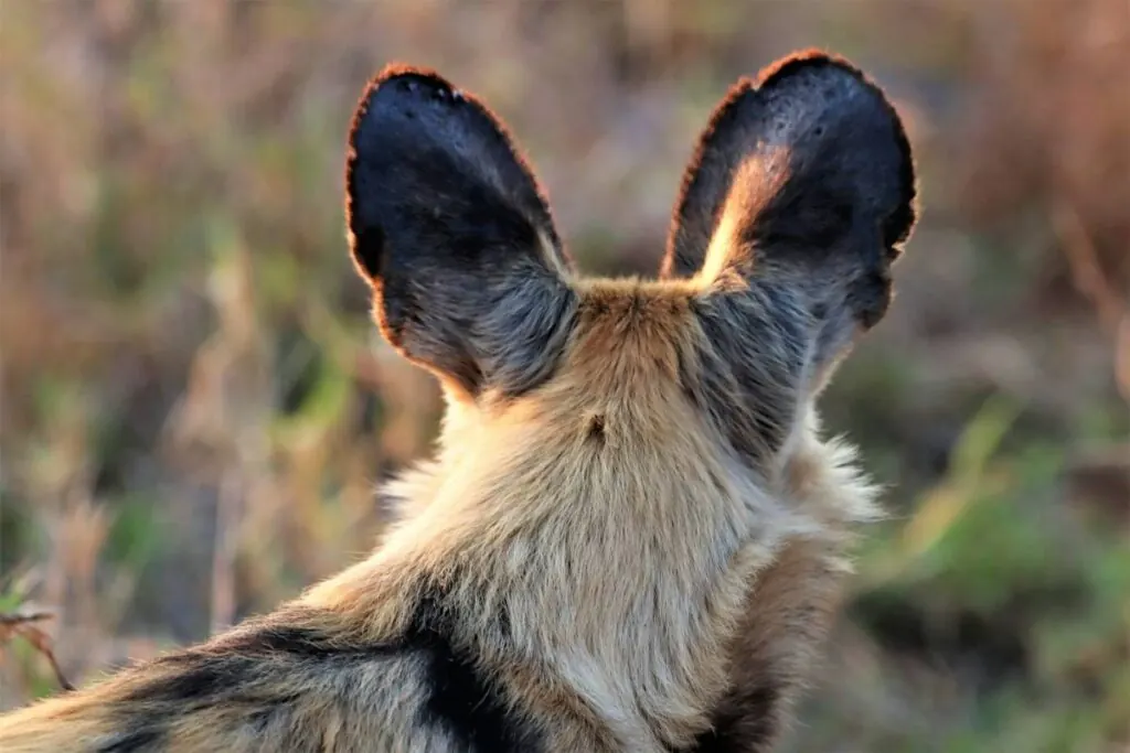 Close-up of an African wild dog's large rounded ears, used to track the pack during a hunt