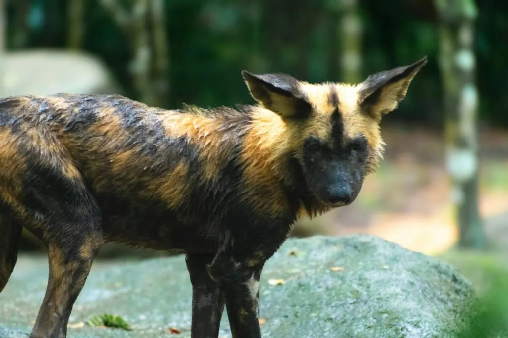 African wild dog standing on a rock, alert and watching