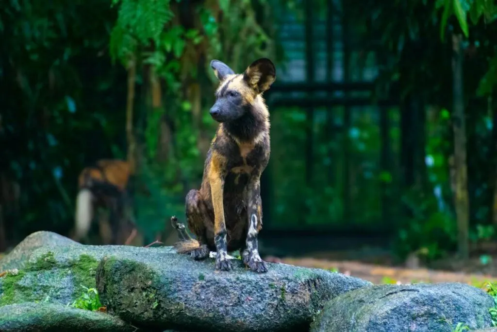 An African wild dog standing on a rock and scanning the ground below