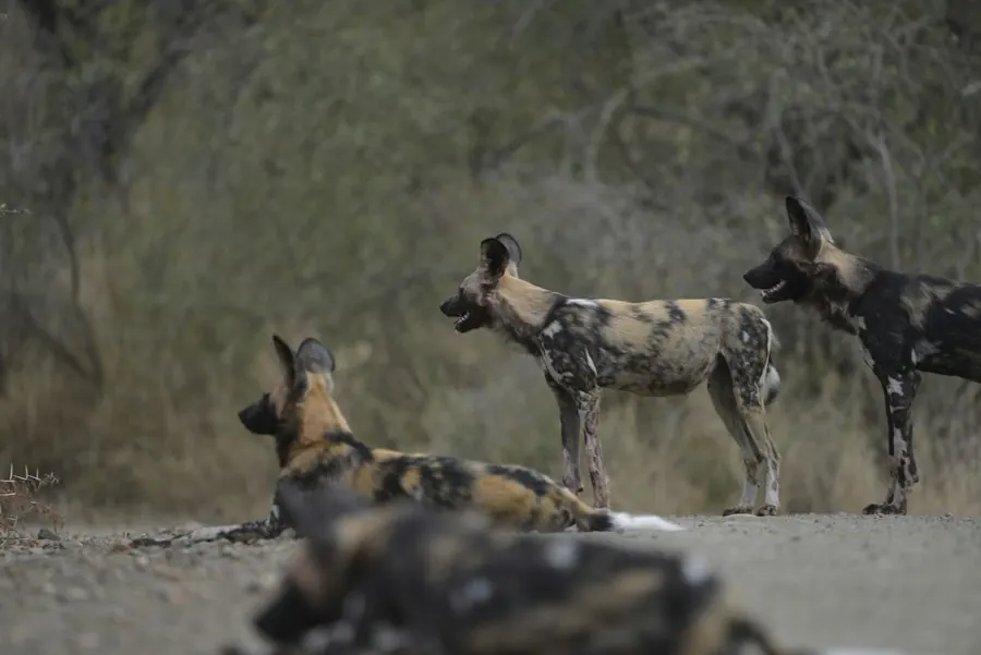 A group of African wild dogs standing together on bare ground