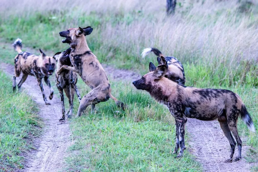 A group of African wild dogs on a dirt road