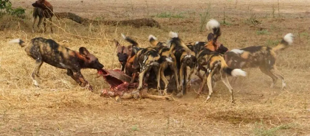 What do African wild dogs eat? A pack feeding together on a fresh antelope kill