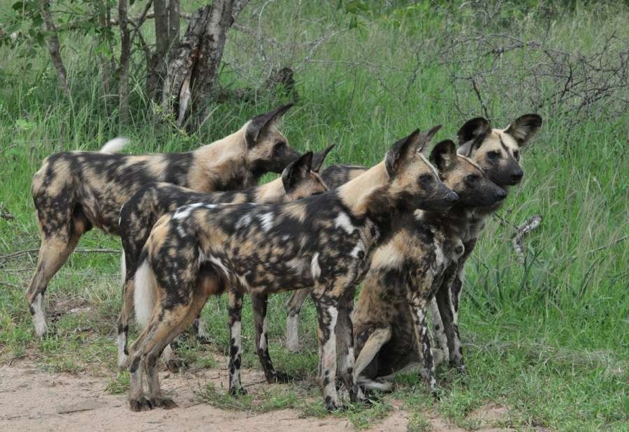 African wild dogs greeting each other in a tight group