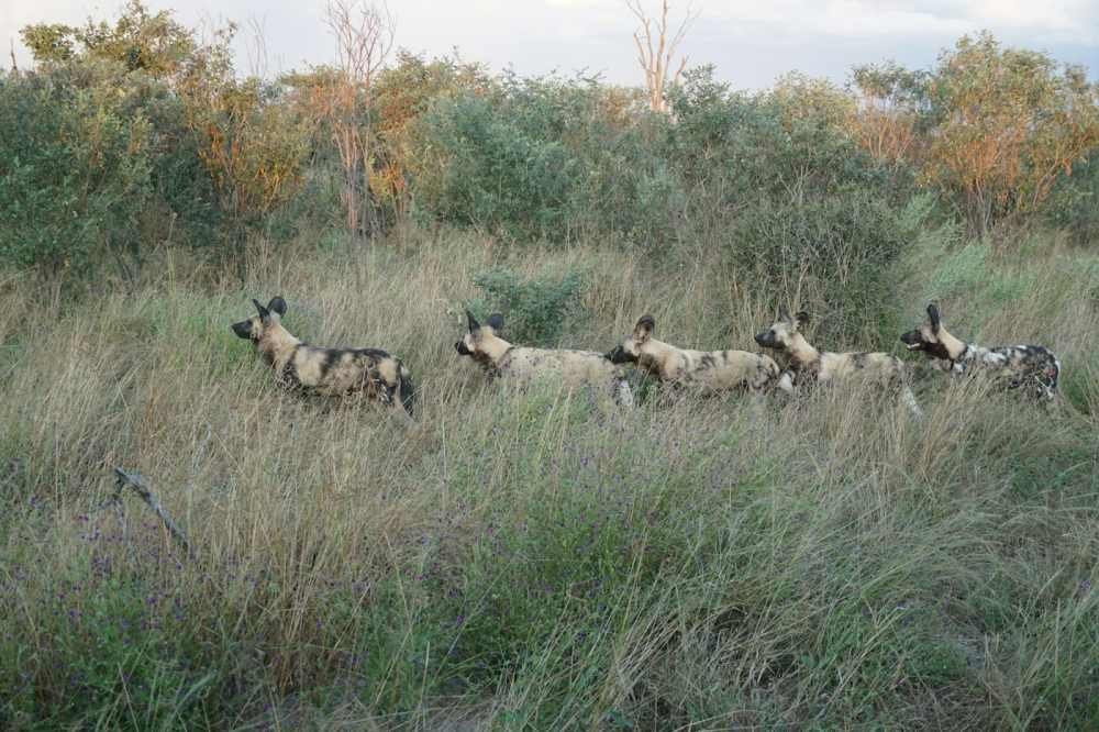 An African wild dog pack moving in single file through tall grass