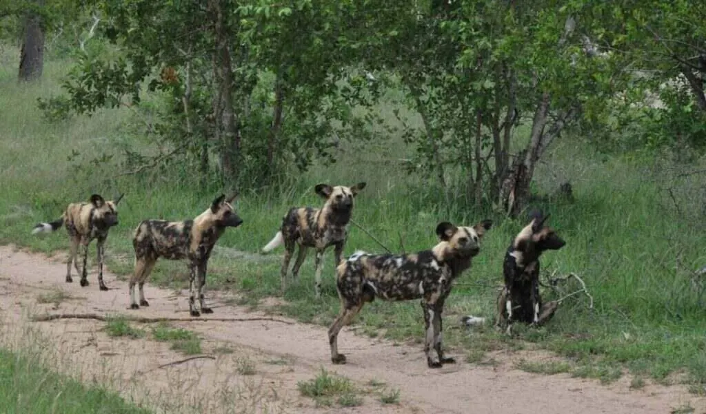 A pack of African wild dogs walking along a dirt safari road