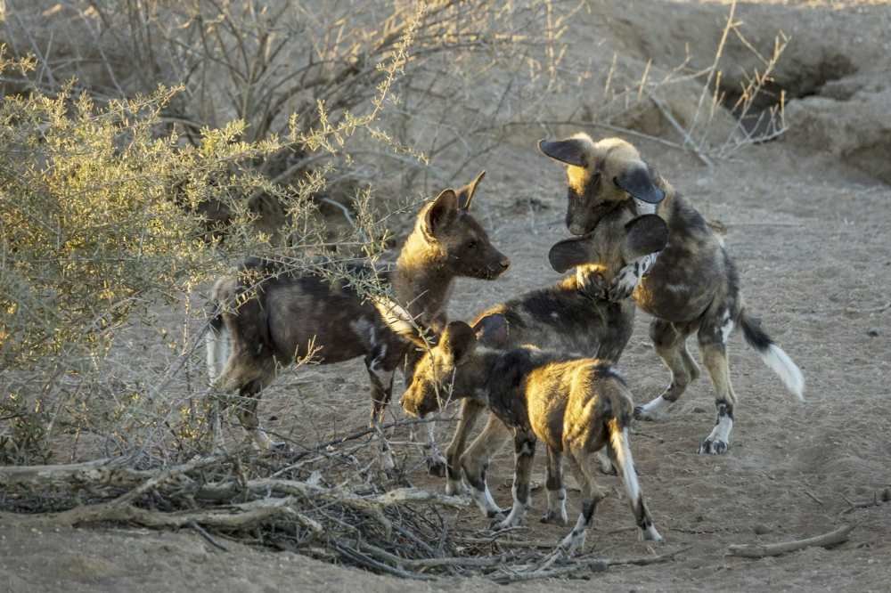 African wild dogs crowding together in a rally before a hunt