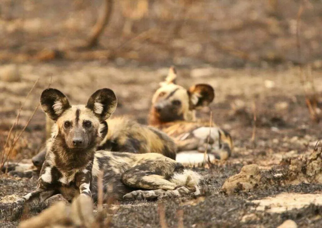 African wild dog pack resting on bare ground, one dog watching the camera