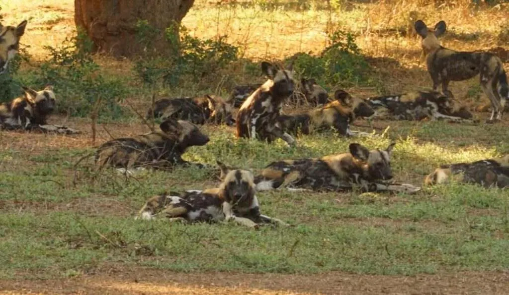An African wild dog pack lying in the shade after feeding