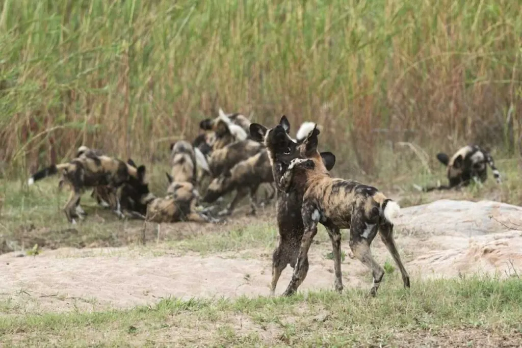 African wild dog pack running through savanna woodland habitat