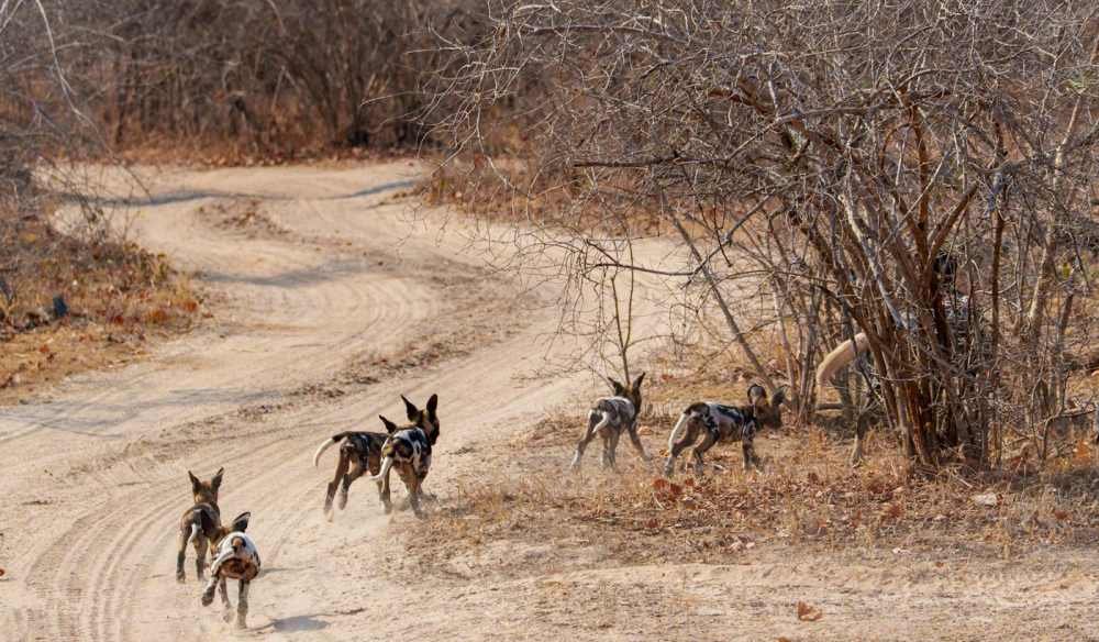 A pack of African wild dogs running along a sandy track in the savanna