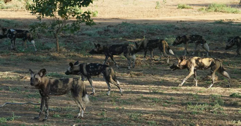 A pack of African wild dogs walking across open ground
