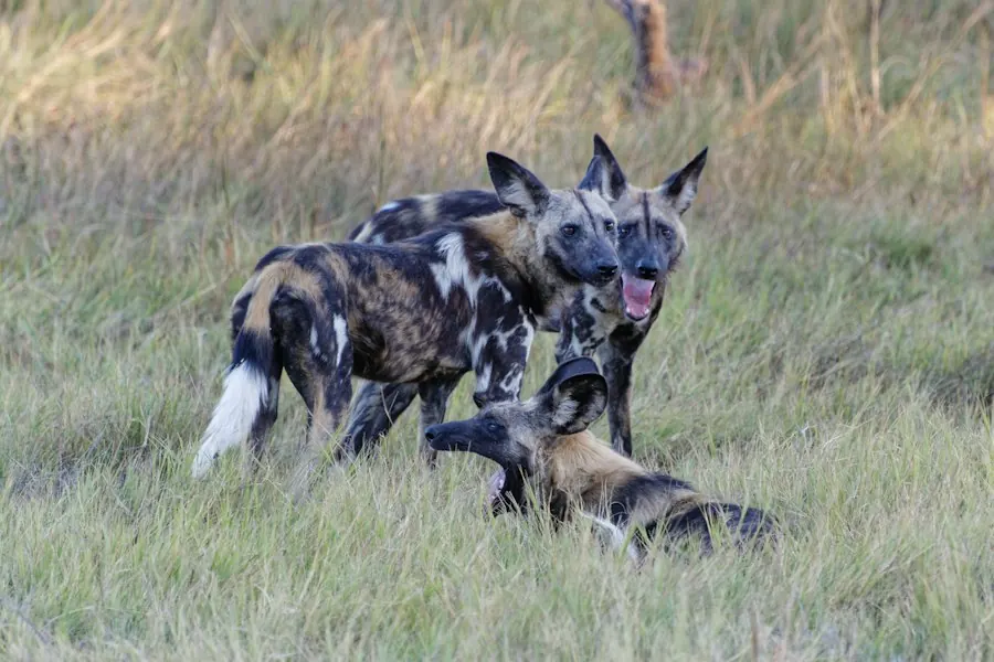 A group of African wild dogs together in grass in the Okavango Delta, Botswana
