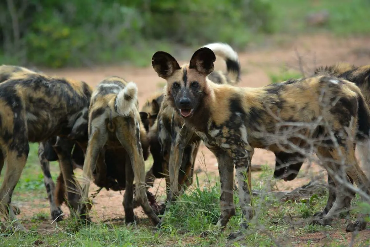 African wild dog pack standing close together