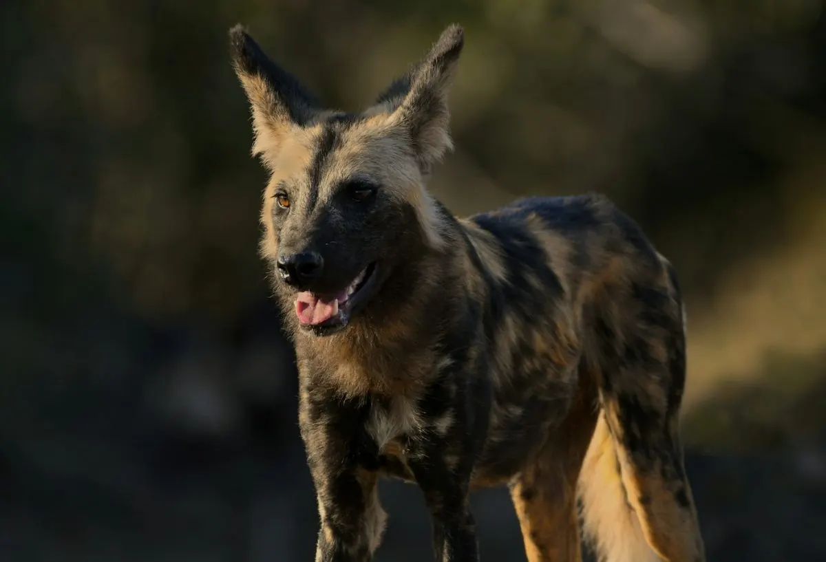 An African wild dog standing alert with its mouth open