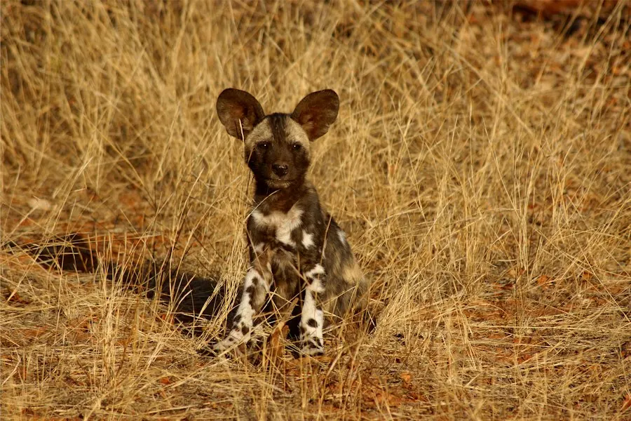 An African wild dog pup sitting in dry grass in Botswana