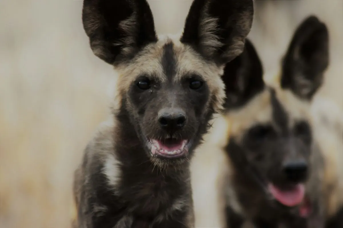 African wild dog puppies outside their den