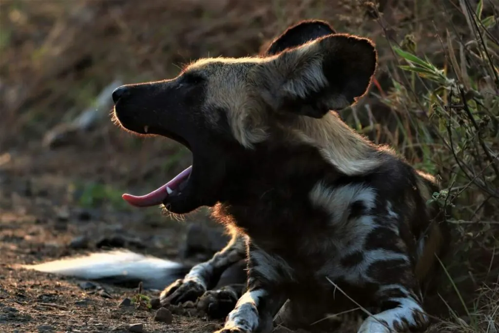 African wild dog resting on the ground in the dry season