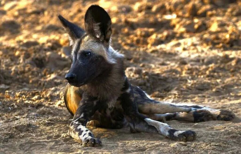 African wild dog lying down and resting on dry ground