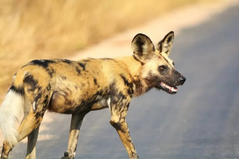 African wild dog trotting along a dirt road