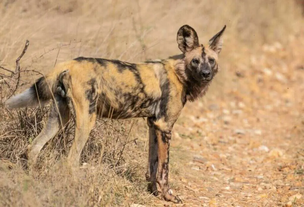 African wild dog with a mottled coat standing on a dry dirt path