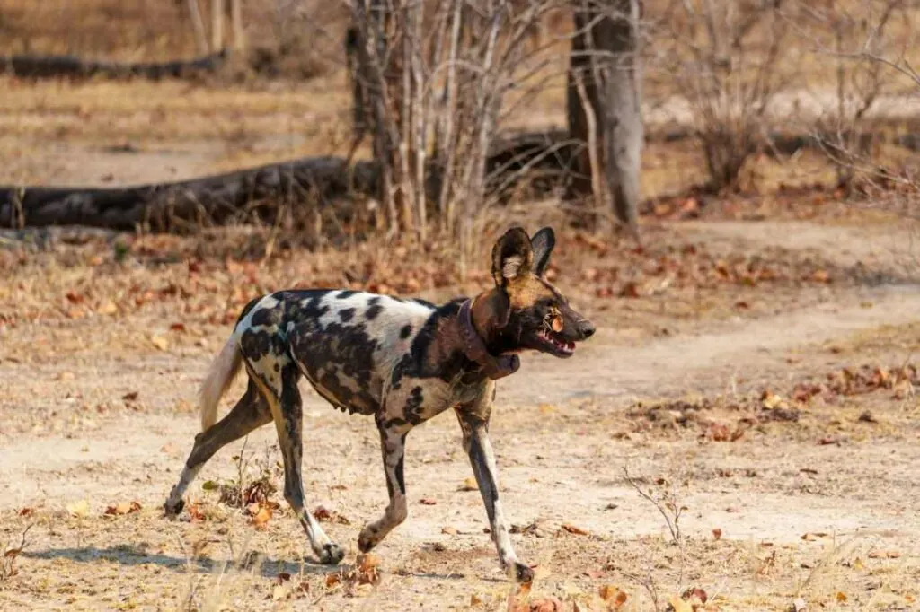 An African wild dog walking through dry savanna while searching for prey