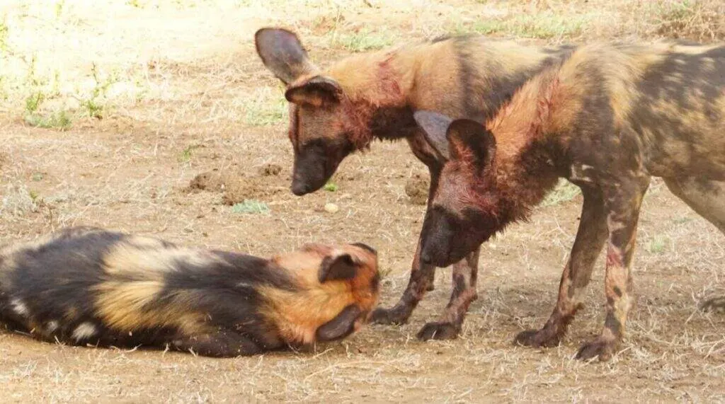 African wild dogs with blood-stained faces after feeding on prey