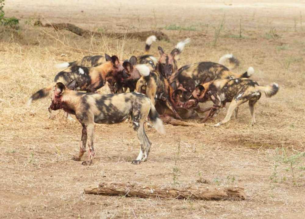 Painted dog pack gathered around a carcass on open ground