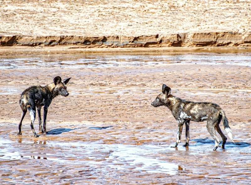 Two African wild dogs in a shallow river bed in Kenya