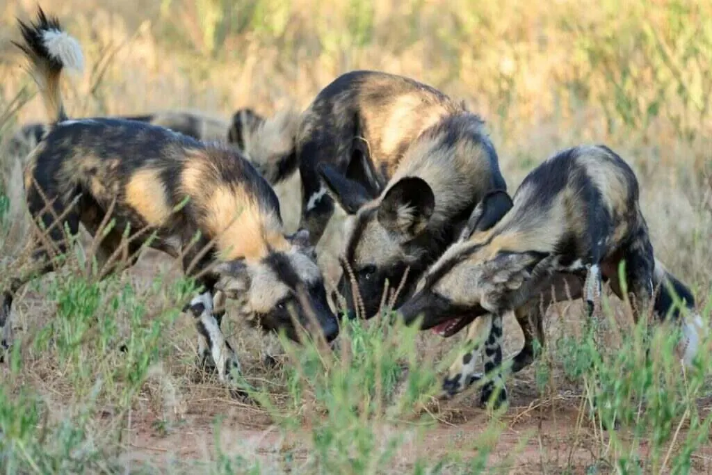Two African wild dogs greeting nose to nose in the Lower Zambezi, Zambia