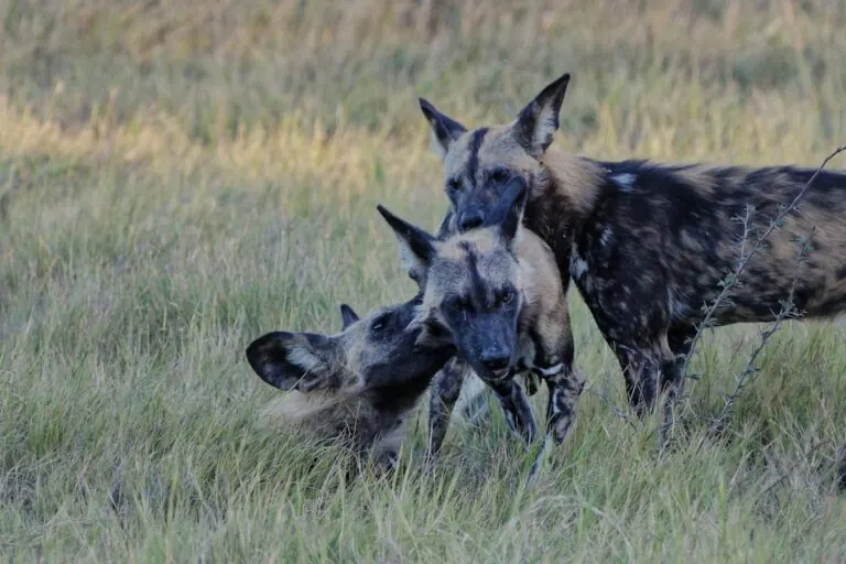 African wild dogs playing together in the Okavango Delta, Botswana