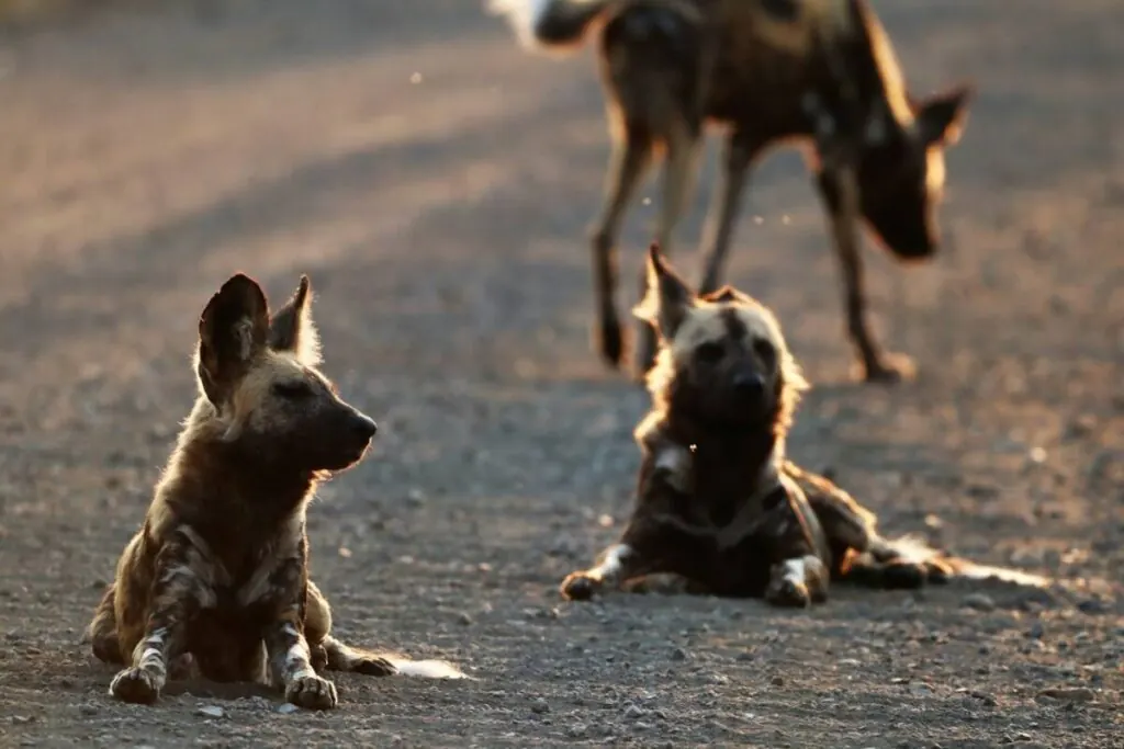African wild dogs resting together under thick cover