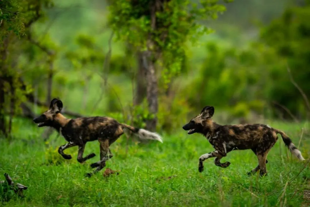 African wild dog hunting during a high-speed pack chase