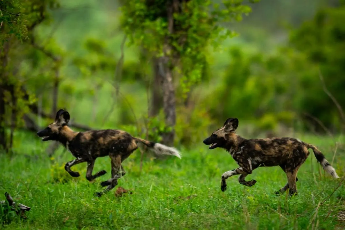 Two African wild dogs running at full stretch during a chase