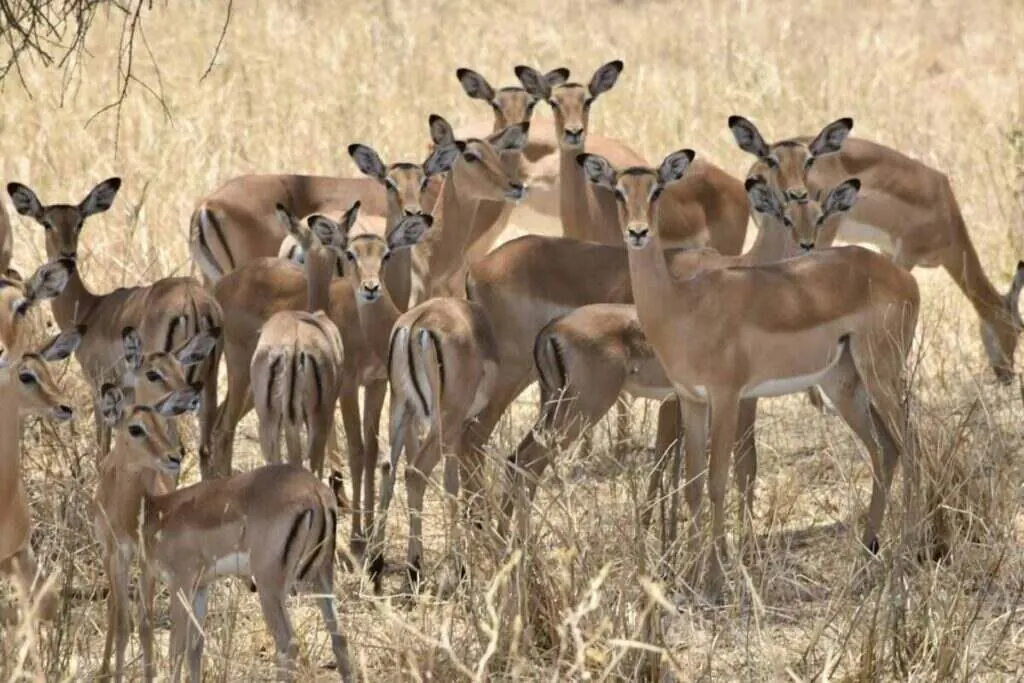 Impala herd in dry grass, the main prey in the African wild dog diet